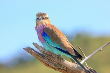 bird Kgalagadi Transfrontier Park one of the great parks of South Africa wildlife and hospitality...