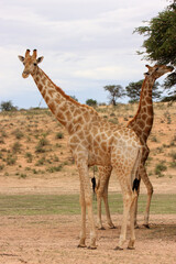 Kgalagadi Transfrontier Park one of the great parks of South Africa wildlife and hospitality in the Kalahari desert