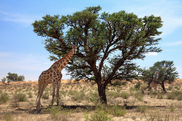 Kgalagadi Transfrontier Park one of the great parks of South Africa wildlife and hospitality in the Kalahari desert