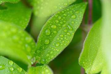 雨に濡れた葉
