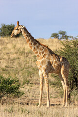 giraffe Kgalagadi Transfrontier Park one of the great parks of South Africa wildlife and hospitality in the Kalahari desert