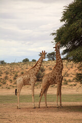 Kgalagadi Transfrontier Park one of the great parks of South Africa wildlife and hospitality in the Kalahari desert