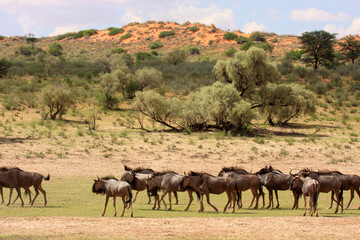 gnu kgalagadi Transfrontier Park one of the great parks of South Africa wildlife and hospitality in the Kalahari desert