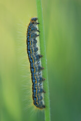 Funny hairy caterpillar climbing on the plant stem