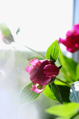 beautiful spring pink peony flowers with green leaves. open and closed peony buds. pink peonies close up