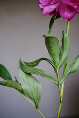 beautiful spring pink peony flowers with green leaves. open and closed peony buds. pink peonies close up