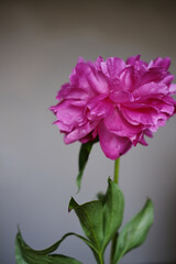 beautiful spring pink peony flowers with green leaves. open and closed peony buds. pink peonies close up