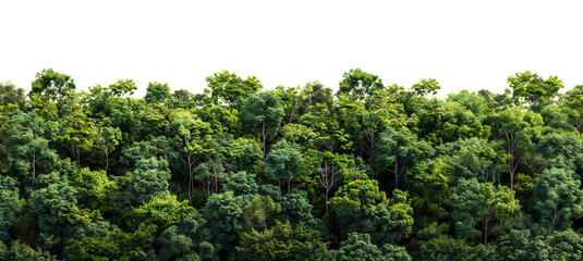 Lush green forest cut out