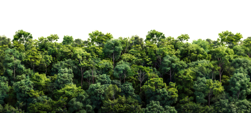 Lush green forest cut out