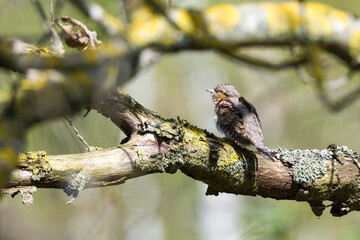 Wendehals (Jynx torquilla) im Frühjahr