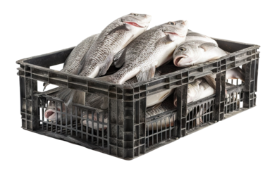 Freshly caught fish packed in a plastic crate, cut out