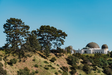 Pinus canariensis, the Canary Island pine, is a species of gymnosperm in the conifer family Pinaceae. Plants at Griffith Observatory, Los Angeles, California