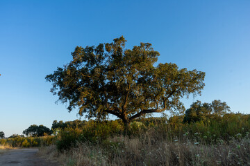 A majestic holm oak stands tall in the vast Alentejo plain, Portugal, with its wide canopy providing a striking contrast against the expansive, golden landscape.