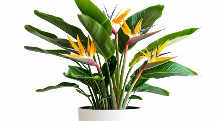 Bird of Paradise plant, known for its lively, bird-like flowers