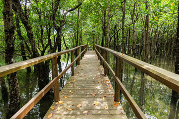Wooden path inside the mangrove jungle at Omija Road Park, Iriomote Island, Okinawa.
