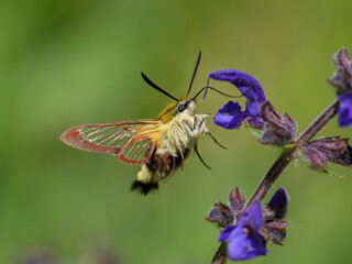 A broad bordered bee hawk moth feeding on a blue flower