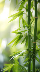Beautiful green bamboo forest background under sunlight