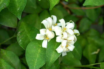 white flowers, Green leaf for background textured usage
