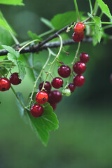 Nahaufnahme von Johannisbeeren auf einer Staude
