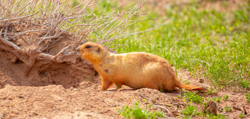 The gopher sits in the grass in the mountains, looks to the side, as if reading your text, studying, showing curiosity, interest. Copy space with place for text. Landscape with wild animals.