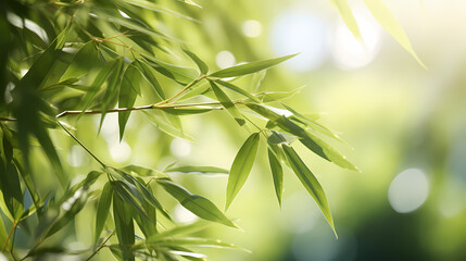 Obraz premium Beautiful green bamboo forest background under sunlight