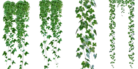 Set of hanging green vines with lush foliage on a transparent background. Different types of trailing plants ideal for garden, decor, or botanical themes.