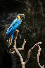 A blue and yellow macaw bird perched on a tree branch in a vertical composition