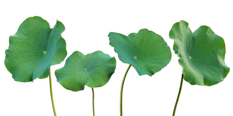 Green Lotus Leaves Isolated on White Background with Clipping Pa
