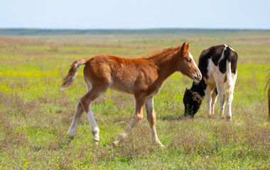 A newborn foal grazes in a meadow, eats grass, walks and frolics. Pregnant horses and foals,...