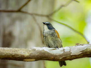 森の中で静かに枝に留まっているルリビタキの雄