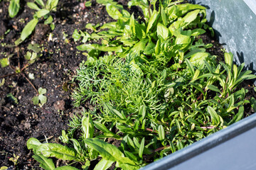 Green plants thrive in garden among diverse plant species