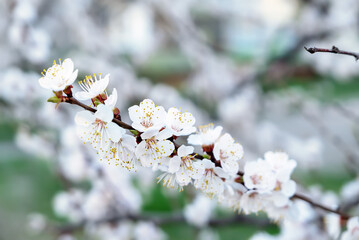 Apricot tree blossoms