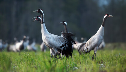 Common crane (Grus grus) in the wild. Early morning on swamp erens.