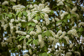 Bird-cherry tree flowers in springtime, floral Easter background