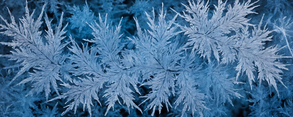 Delicate frost patterns on winter leaves