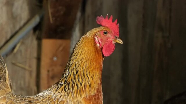 Close Up of Chicken in Barn Clucking and Standing on Hay on Homestead Farm In Ohio