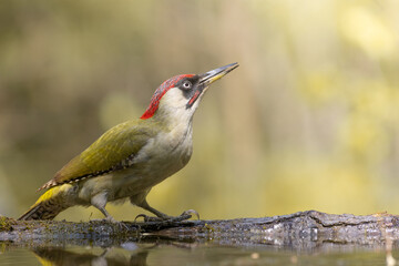 Fototapeta premium Bird - Green woodpecker Picus viridis on forest pond, bird drinking water, wildlife Poland Europe
