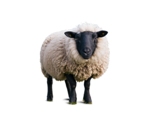 A single Suffolk sheep with a thick woolly coat and black face stands against a white background