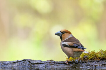 Bird Hawfinch Coccothraustes coccothraustes amazing bird green background forest pond Poland Europe