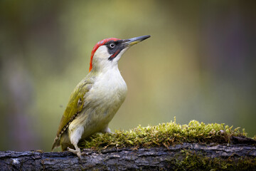 Bird - Green woodpecker Picus viridis on forest pond, bird drinking water, wildlife Poland Europe