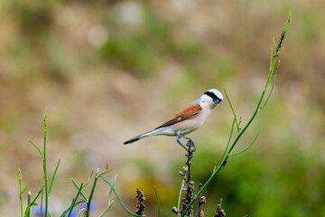 (Lanius collurio) standing on a plant in nature.