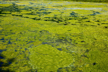 landscape with a lake covered with vegetation