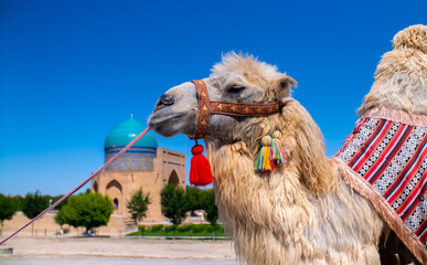 Bactrian camels against the background of the Mausoleum of Khoja Ahmed Yasawi in Turkestan. A...