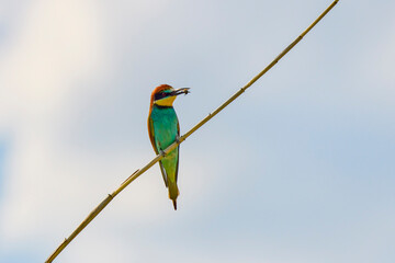 Fototapeta premium (Merops apiaster) standing near the nest.