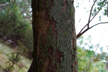 scenic shots of lush forest in Australia