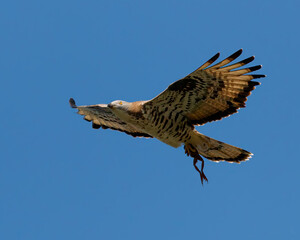 Wespenbussard mit Beute