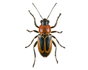 Naklejka premium A vibrant ground beetle stands out with its detailed features and contrast against a white background