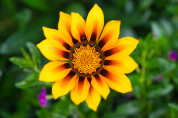 Nahaufnahme einer ganzjährigen gelben Sommerblume