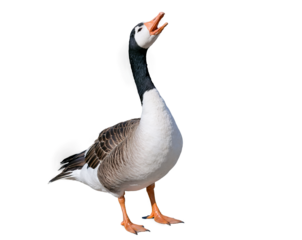 A goose standing with its beak open as if vocalizing, isolated on a black background