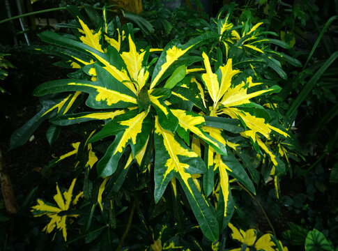  Kroton; Codiaeum variegatum, Croton, Wunderstrauch, Krebsblume; variegated croton; garden croton